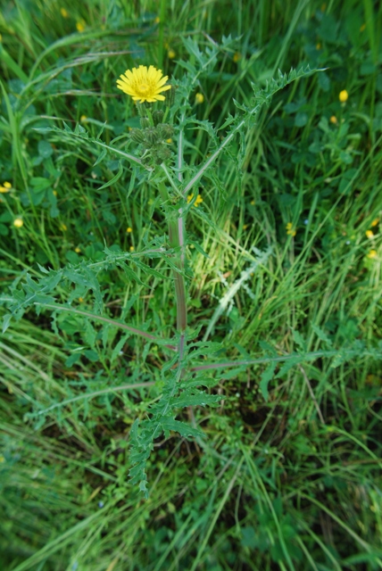 Asteracea - Sonchus asper subsp. asper